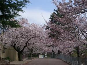 桜のトンネル２　３月３１日